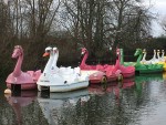 https://www.simonlewandowski.co.uk/files/gimgs/th-52_web swanboats.jpg